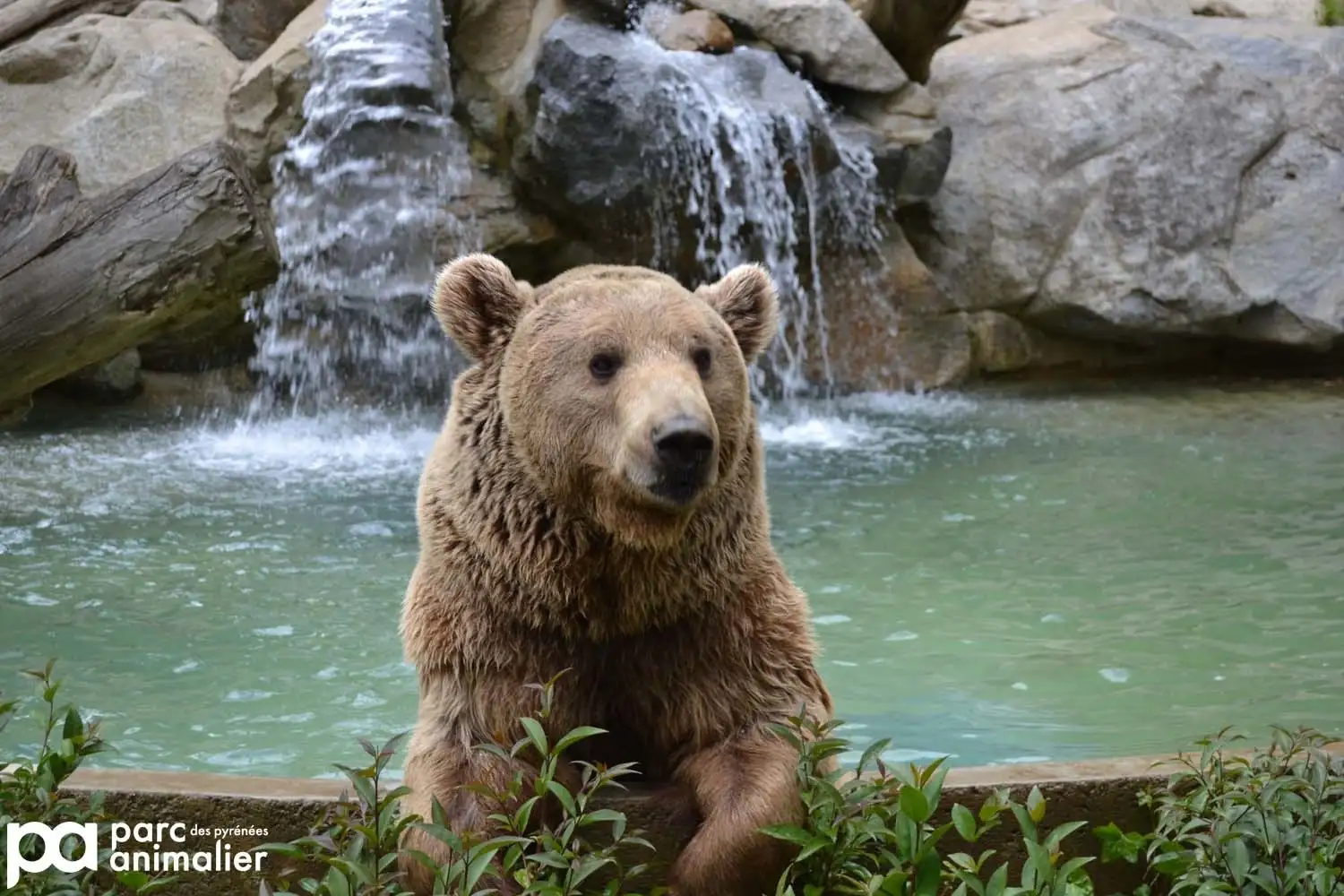 Bär im Tierpark