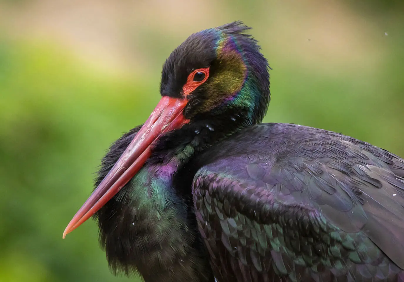 Adult black stork catching a bullhead in a small Ardennes forest stream