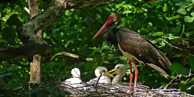 Pair of black storks at the nest in a large old broadleaved Ardennes forest