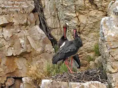 Black stork gliding over the wooded ridges of the Semois Valley