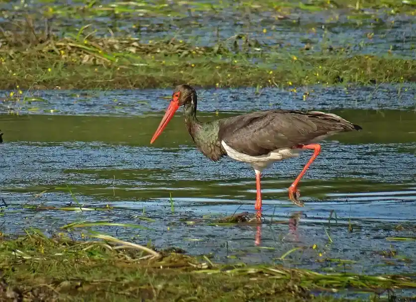 Stork chick equipped with a GPS tracker as part of the Natagora/DNF monitoring (telemetry)