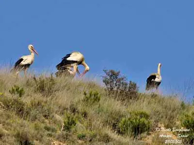 Riparian forest landscape – small forest stream, fishing habitat of the black stork
