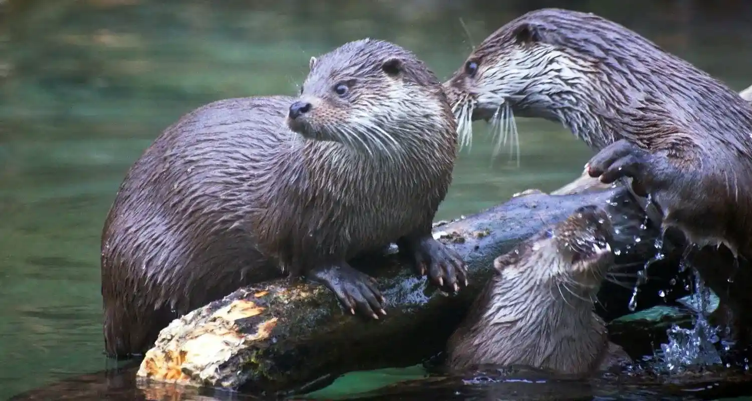 Beobachtbare Tierwelt beim Kajakfahren auf der Semois – Eisvogel und Fischotter