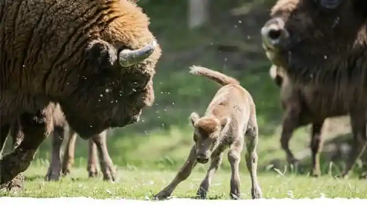 Bison d'Europe au Parc animalier de Han – programme de réintroduction forêts d'Europe de l'Est