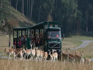 Tramway des Grottes de Han – autorail électrique sur la ligne 521/2 (5,4 km voie métrique)