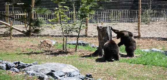 Bison d'Europe au Parc Animalier de Han-sur-Lesse