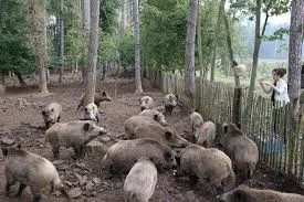 Tierpark Han-sur-Lesse – 250 ha, europäische Big Five darunter Wisent und Luchs