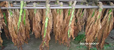 De tabaksdroogschuren van Bohan