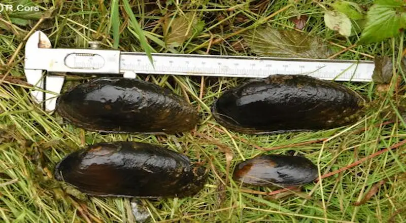 Beekparelmossel (Margaritifera margaritifera) in de Semois – beschermde soort Natura 2000