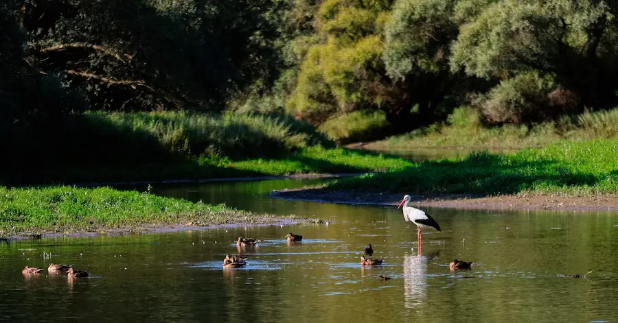 Extensieve landbouw in Natura 2000-gebied – beschermd blijvend grasland