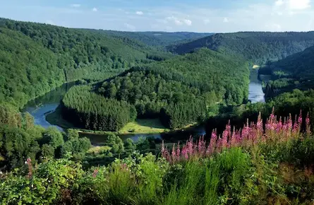 Europese otter op de oever van de Semois – iconische soort van het nationale park