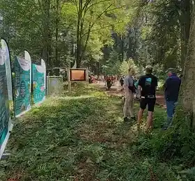 Gewone ijsvogel in de vlucht boven de Semois – biodiversiteit van het nationale park