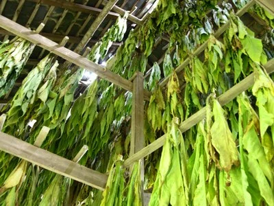 Détail du tressage des claies en noisetier – Pont de Claies de Laforêt
