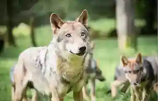 Parc animalier des Grottes de Han